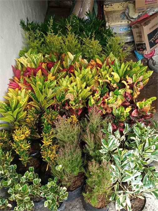 ASSORTED PLANTS FOR SALE FRESH FROM BULACAN! BentaMan