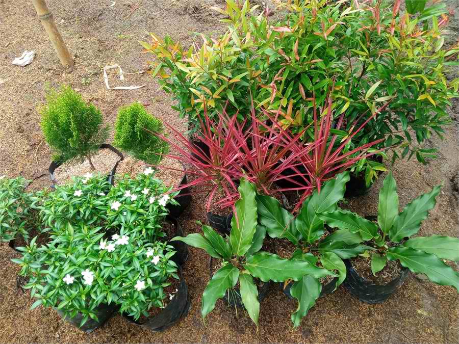 ASSORTED PLANTS FOR SALE FRESH FROM BULACAN! BentaMan