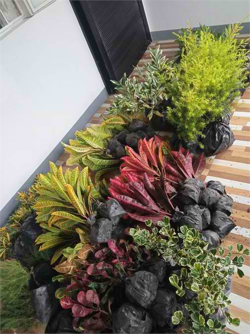 ASSORTED PLANTS FOR SALE FRESH FROM BULACAN! BentaMan