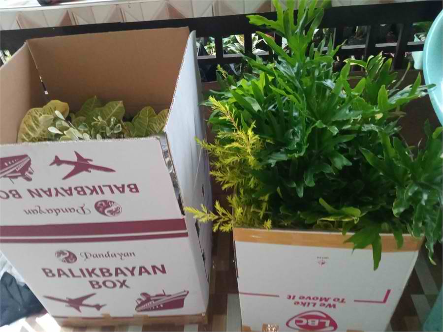 ASSORTED PLANTS FOR SALE FRESH FROM BULACAN! BentaMan
