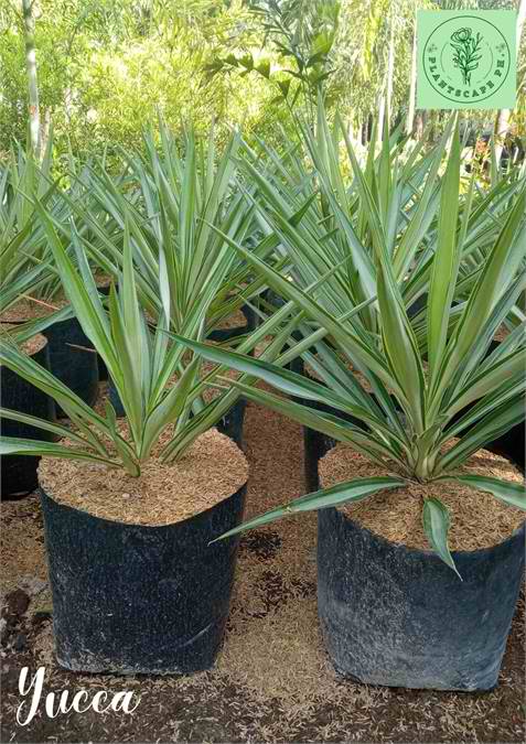 Yucca Plant for Sale