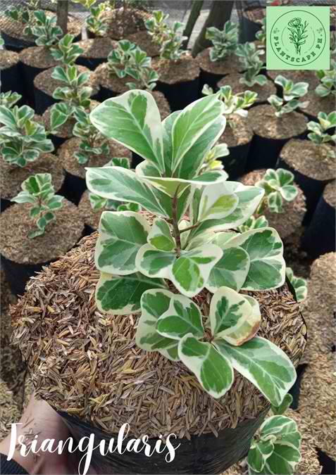 Triangularis Plant for Sale
