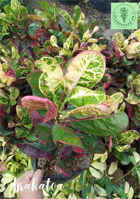 Krakatoa Plant for Sale