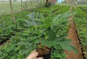 Selloum Plant for Sale