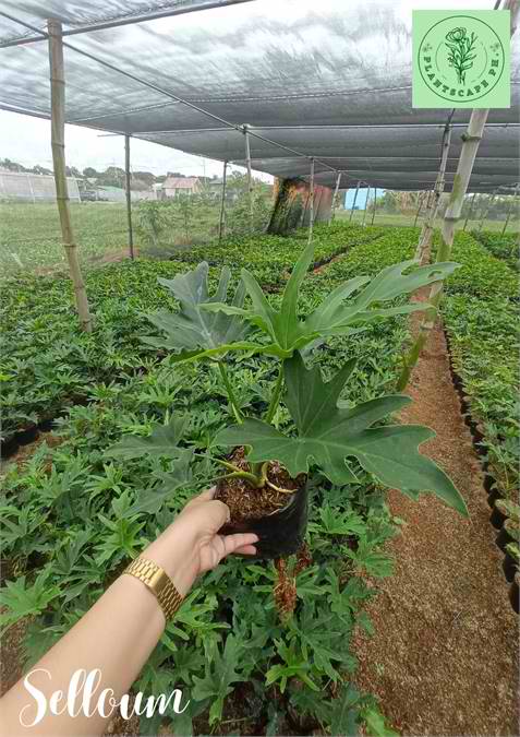 Selloum Plant for Sale