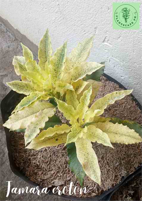 Tamara Croton Plant for Sale