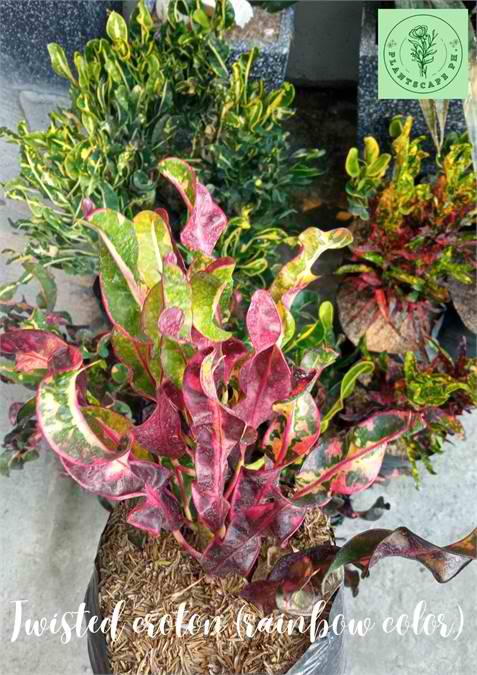 Twisted Croton (Rainbow Color) Plant for Sale