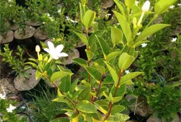 White Angel Plant for Sale