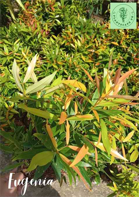 Eugenia Plant for Sale
