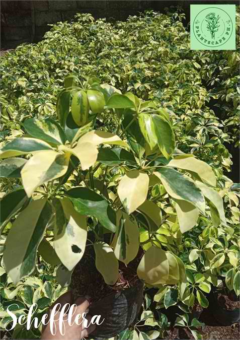 Schefflera Plant for Sale