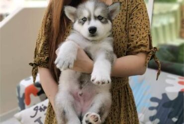 Alaskan Malamute Puppies Available