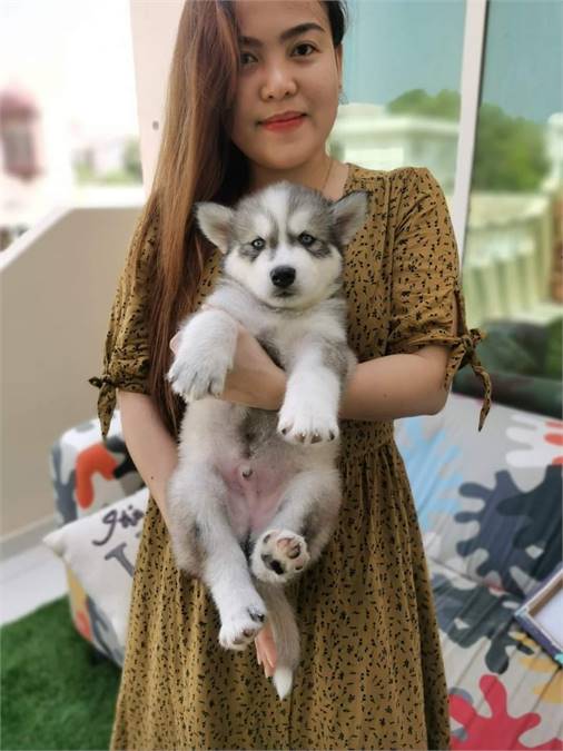 Alaskan Malamute Puppies Available