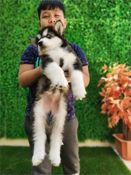 Alaskan Malamute Puppies Available