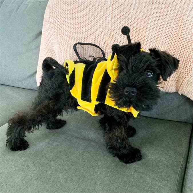Miniature Schnauzer puppies for sale