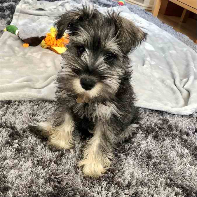 Miniature Schnauzer puppies for sale