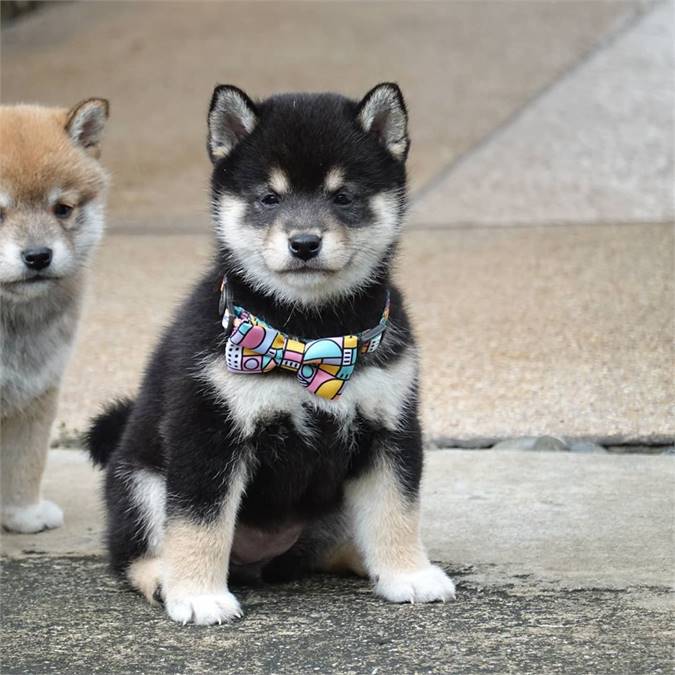 Shiba Inu Puppies for sale