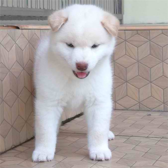 Shiba Inu Puppies for sale