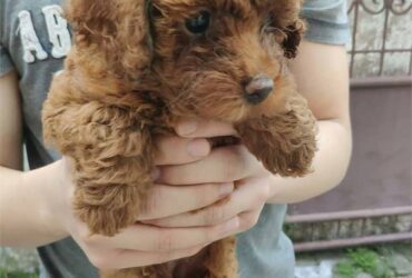 Poodle puppies here for Sale