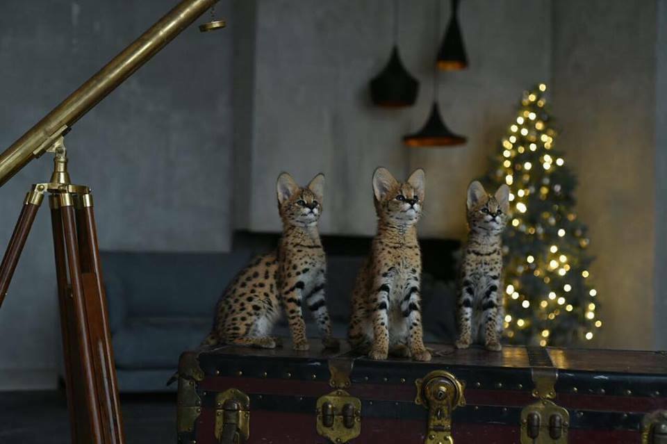 serval , lynx and caracal kittens available