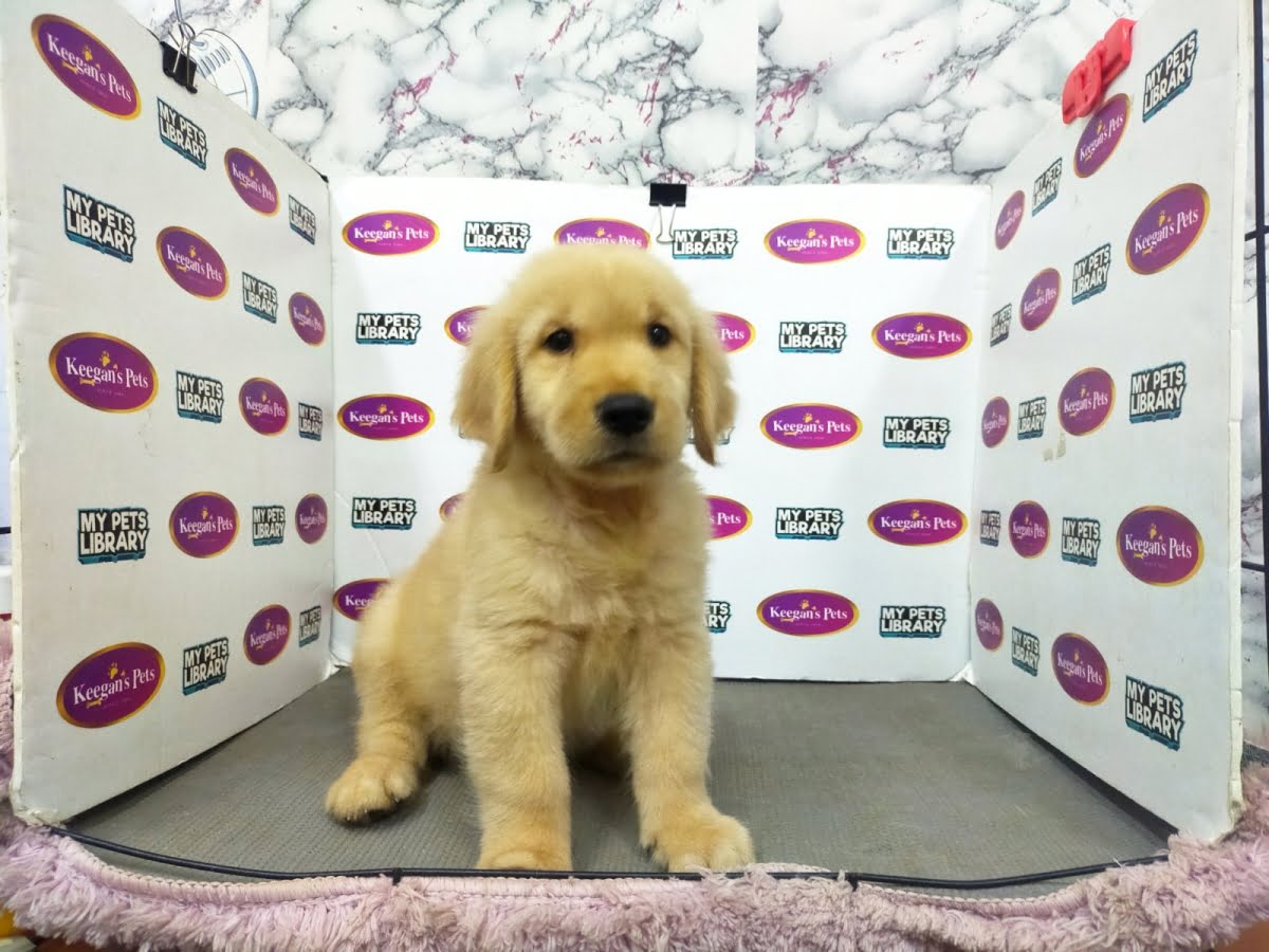 Golden Retriever puppies