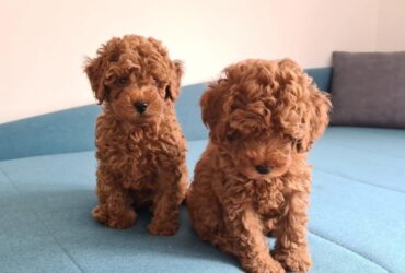 Toy Poodle Puppies