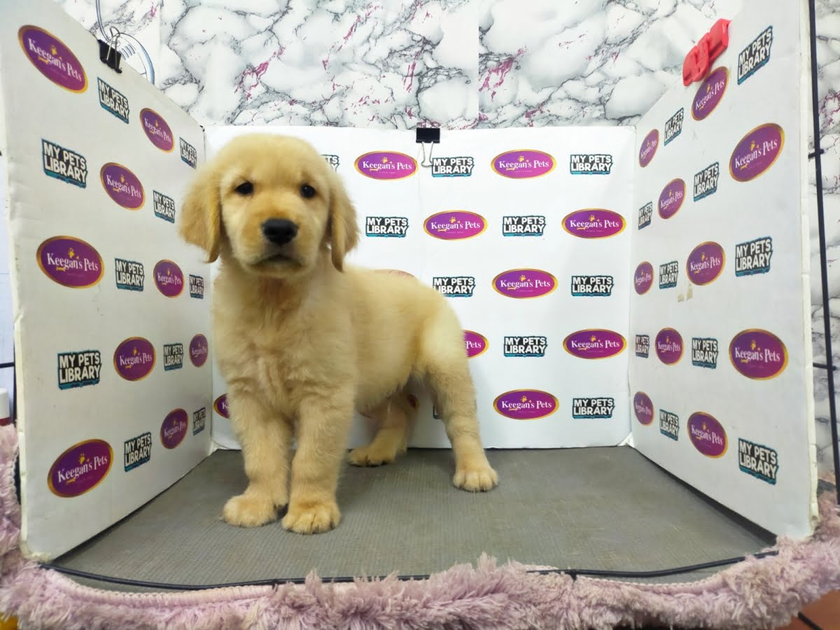 Golden Retriever puppies