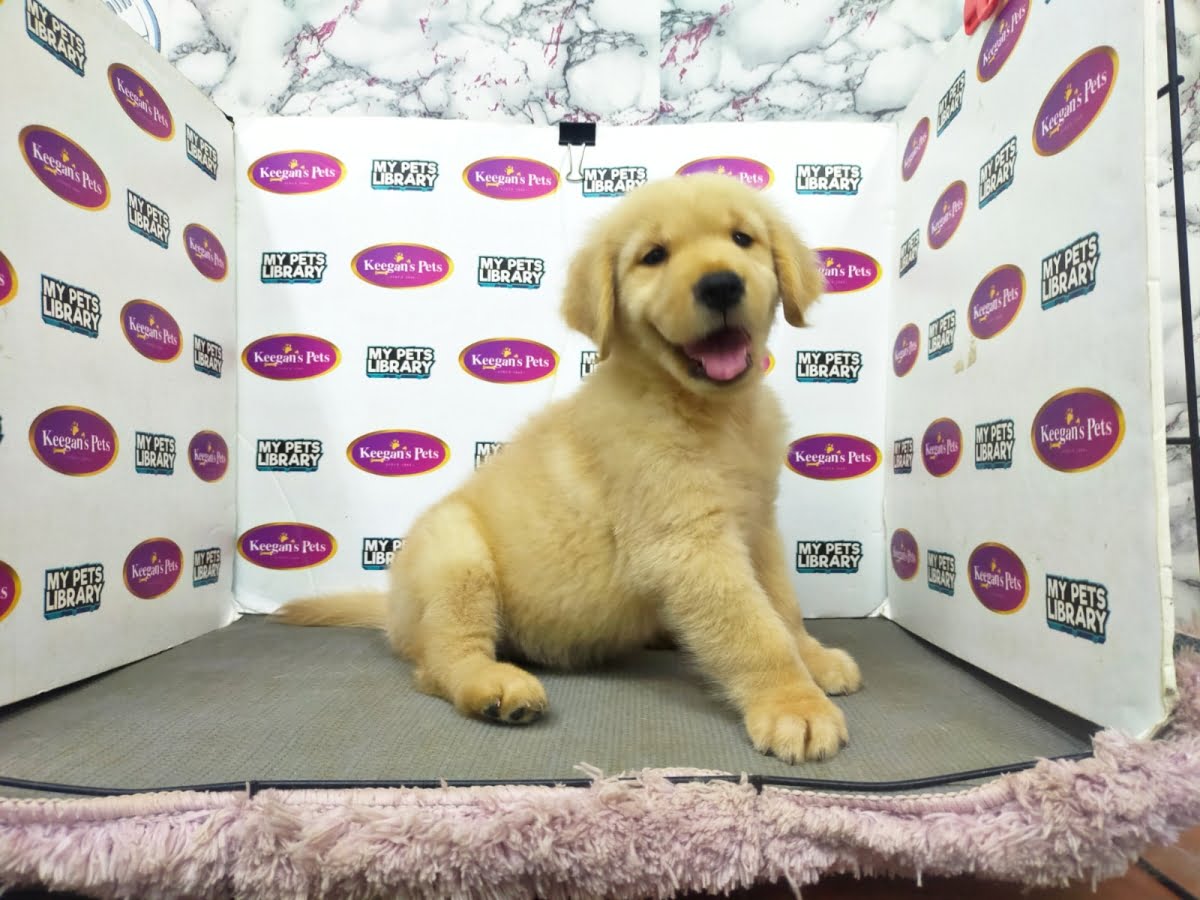 Golden Retriever puppies