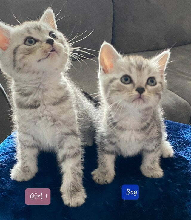 Pedigree Scottish Fold Kittens