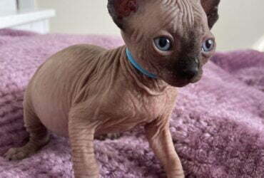 Sphynx babies available