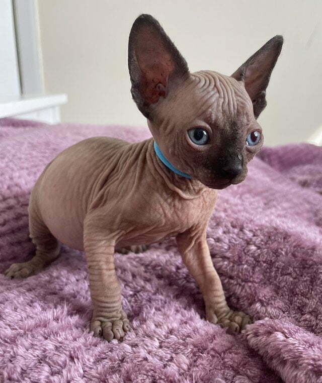 Sphynx babies available