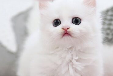 Pedigree Munchkin kitten