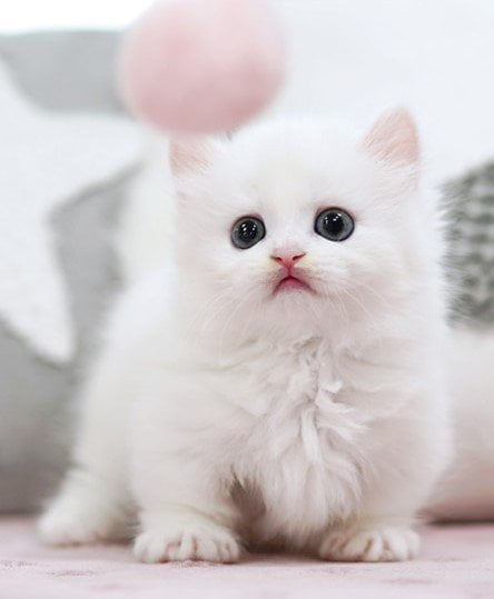 Pedigree Munchkin kitten