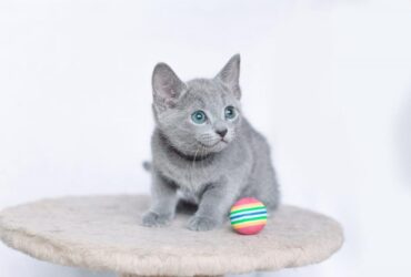 Pedigree Russian blue kitten