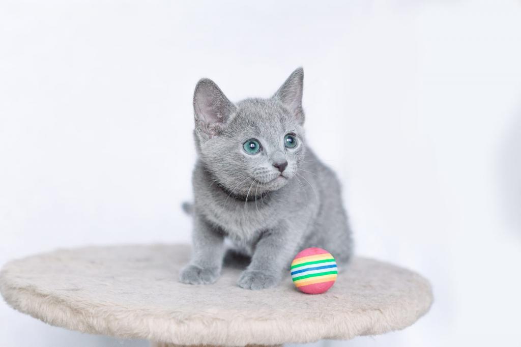 Pedigree Russian blue kitten