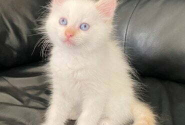 Pedigree Birman Kittens