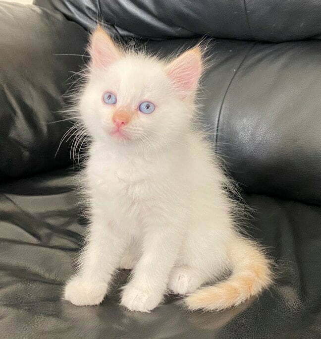 Pedigree Birman Kittens