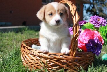 Welsh Corgi Pembroke puppies