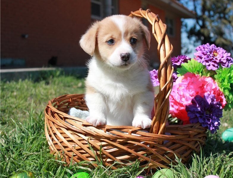 Welsh Corgi Pembroke puppies