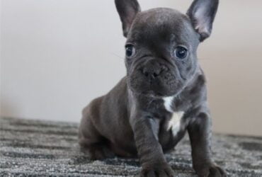 French Bulldog puppies