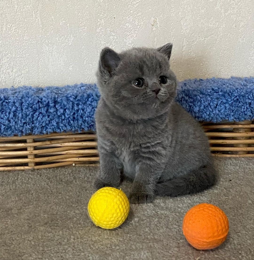Pedigree British Shorthairs Available