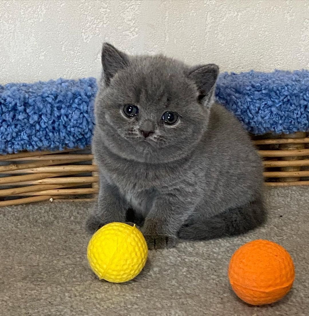 Pedigree British Shorthairs Available