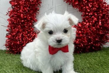 Teacup Maltese Puppies