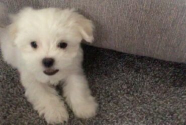 Maltese Puppies Available