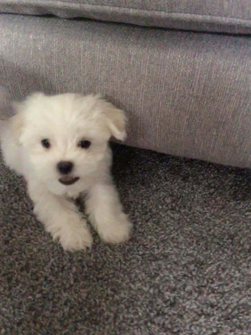 Maltese Puppies Available