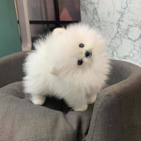 Beautiful Pomeranian puppies Available
