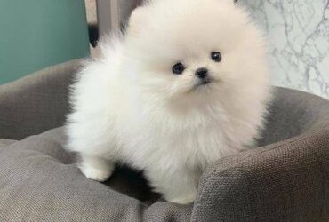 Beautiful Pomeranian puppies Available