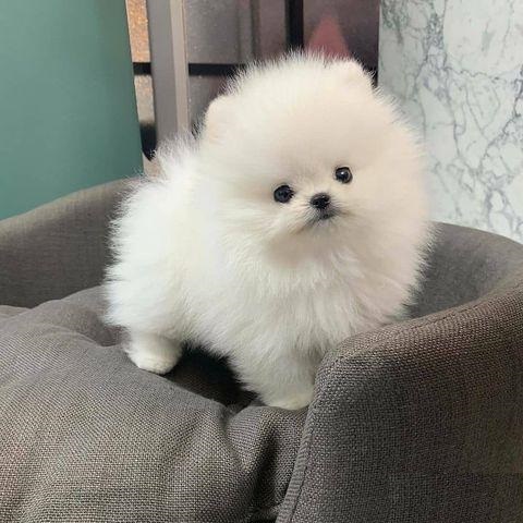 Beautiful Pomeranian puppies Available