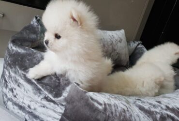 Pomeranian Puppies
