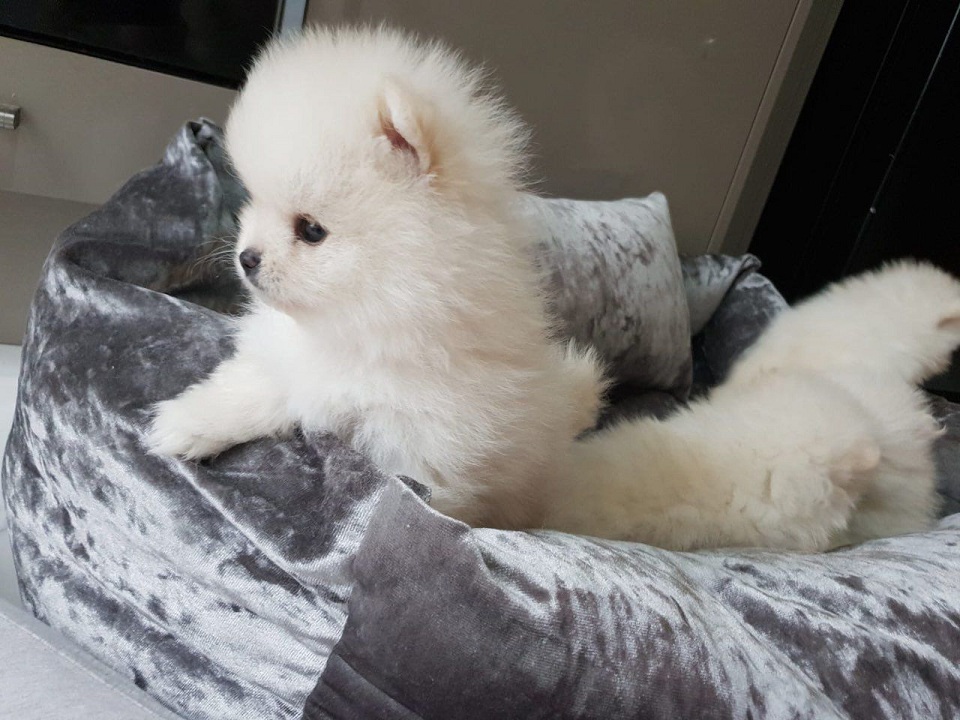 Pomeranian Puppies