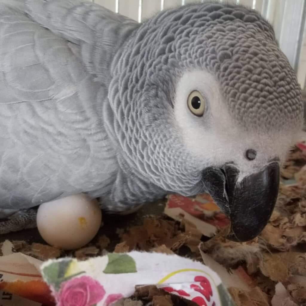MACAW EGGS AFRICAN GREY  EGGS COCKATOO EGGS